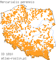 wystepowanie - Mercurialis perennis (szczyr trwały)