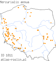 wystepowanie - Mercurialis annua (szczyr roczny)