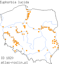 wystepowanie - Euphorbia lucida (wilczomlecz błyszczący)
