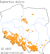 wystepowanie - Euphorbia dulcis (wilczomlecz słodki)