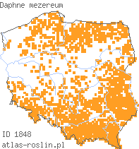 wystepowanie - Daphne mezereum (wawrzynek wilczełyko)