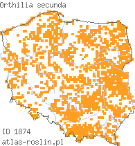 wystepowanie - Orthilia secunda (gruszynka jednostronna)