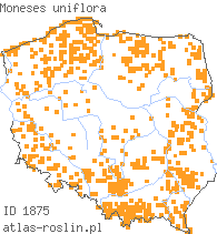 wystepowanie - Moneses uniflora (gruszycznik jednokwiatowy)