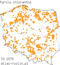 wystepowanie - Pyrola chlorantha (gruszyczka zielonawa)