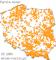 wystepowanie - Pyrola minor (gruszyczka mniejsza)