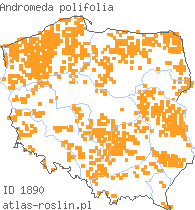 wystepowanie - Andromeda polifolia (modrzewnica pospolita)