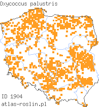 wystepowanie - Oxycoccus palustris (żurawina błotna)