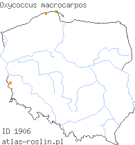 wystepowanie - Oxycoccus macrocarpos (żurawina wielkoowocowa)