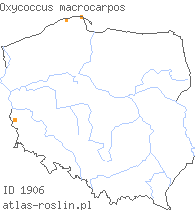 wystepowanie - Oxycoccus macrocarpus (żurawina wielkoowocowa)