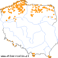 wystepowanie - Empetrum nigrum (bażyna czarna)