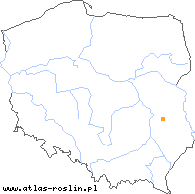 wystepowanie - Primula vulgaris (pierwiosnek bezłodygowy)