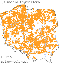 wystepowanie - Lysimachia thyrsiflora (tojeść bukietowa)