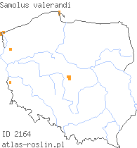 wystepowanie - Samolus valerandi (jarnik solankowy)