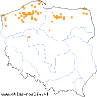 wystepowanie - Nuphar pumila (grążel drobny)