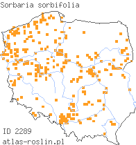 wystepowanie - Sorbaria sorbifolia (tawlina jarzębolistna)