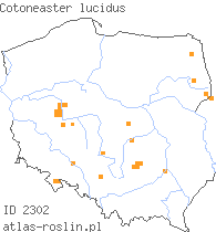 wystepowanie - Cotoneaster lucidus (irga błyszcząca)