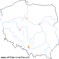 wystepowanie - Crataegus flabellata (głóg wachlarzowaty)