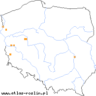 wystepowanie - Rosa zalana (róża węgierska)
