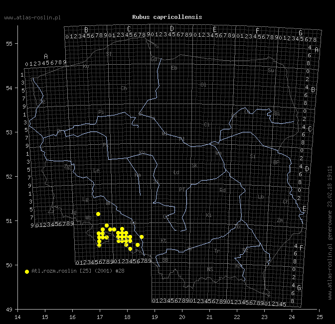 wystepowanie - Rubus capricollensis (jeżyna krótkopręcikowa)