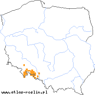 wystepowanie - Rubus capricollensis (jeżyna krótkopręcikowa)