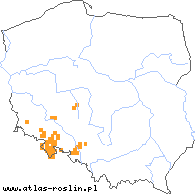 wystepowanie - Rubus dollnensis (jeżyna dolnośląska)