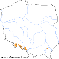 wystepowanie - Rubus henrici-egonis (jeżyna Webera)