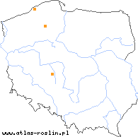 wystepowanie - Rubus lidforssii (jeżyna Lidforsa)