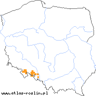 wystepowanie - Rubus lucentifolius (jeżyna połyskliwolistna)