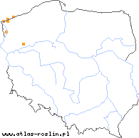 wystepowanie - Rubus marssonianus (jeżyna Marssona)