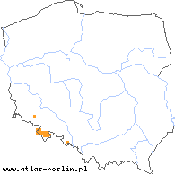 wystepowanie - Rubus mollis (jeżyna szarolistna)