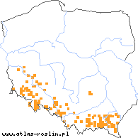 wystepowanie - Rubus montanus (jeżyna wąskolistna)