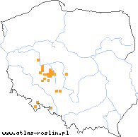 wystepowanie - Rubus ostroviensis (jeżyna ostrowska)