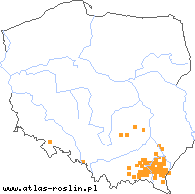 wystepowanie - Rubus perrobustus (jeżyna mocna)