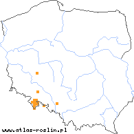 wystepowanie - Rubus salisburgensis (jeżyna salzburska)