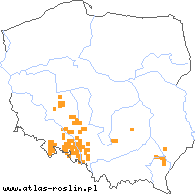 wystepowanie - Rubus siemianicensis (jeżyna siemianicka)