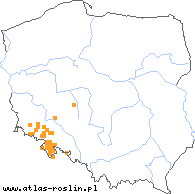 wystepowanie - Rubus silesiacus (jeżyna śląska)