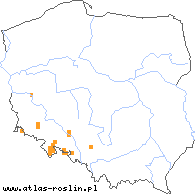 wystepowanie - Rubus tabanimontanus (jeżyna fioletowopędowa)