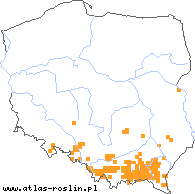 wystepowanie - Rubus wimmerianus (jeżyna Wimmera)