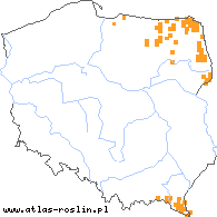 wystepowanie - Agrimonia pilosa (rzepik szczeciniasty)