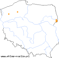 wystepowanie - Alchemilla baltica (przywrotnik przymglony)