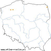 wystepowanie - Alchemilla filicaulis (przywrotnik delikatny)