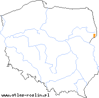 wystepowanie - Alchemilla heptagona (przywrotnik siedmiokątny)