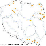 wystepowanie - Alchemilla sarmatica (przywrotnik sarmacki)