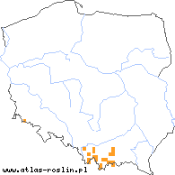 wystepowanie - Alchemilla straminea (przywrotnik płowy)