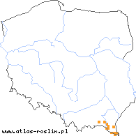 wystepowanie - Alchemilla turculensis (przywrotnik turkulski)