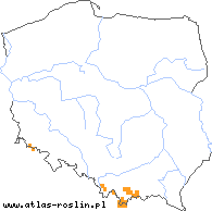 wystepowanie - Geum montanum (kuklik górski)