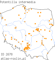 wystepowanie - Potentilla intermedia (pięciornik pośredni)