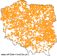 wystepowanie - Ribes nigrum (porzeczka czarna)