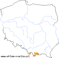 wystepowanie - Jovibarba hirta ssp. glabrescens (rojownik włochaty łysiejący)