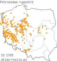 wystepowanie - Petrosedum rupestre (rozchodnik ościsty)